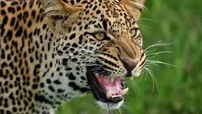 Kotdwar News leopard killed four-year-old Girl child in Pokhara Range Srikot village body found