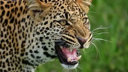 Kotdwar News leopard killed four-year-old Girl child in Pokhara Range Srikot village body found