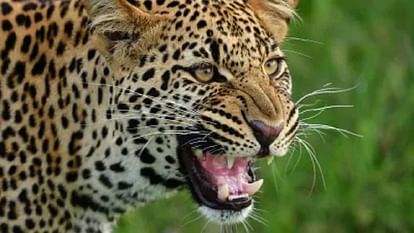 A leopard killed a child in Mihipurwa in Bahraich.