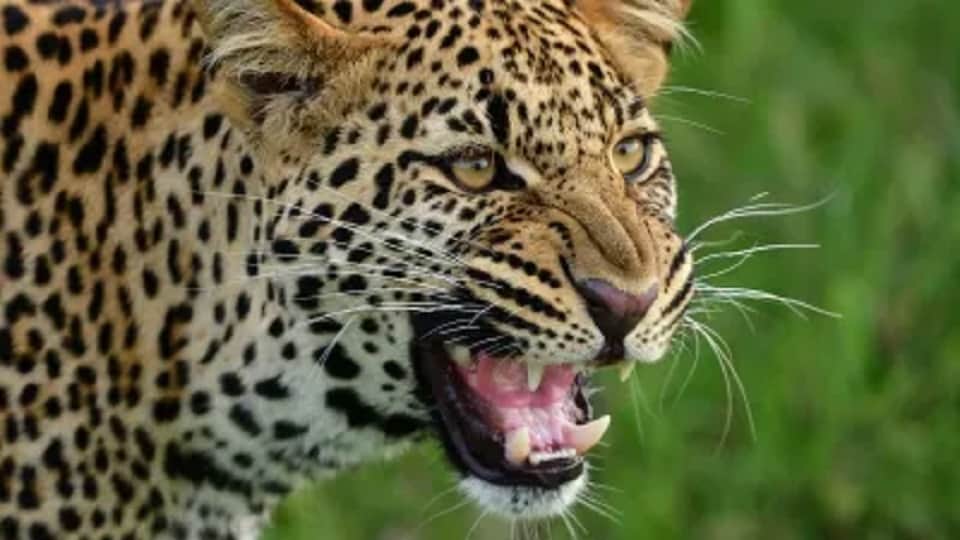 Kotdwar: Leopard pounces on woman in Shivpur; flees after outcries; she has a narrow escape