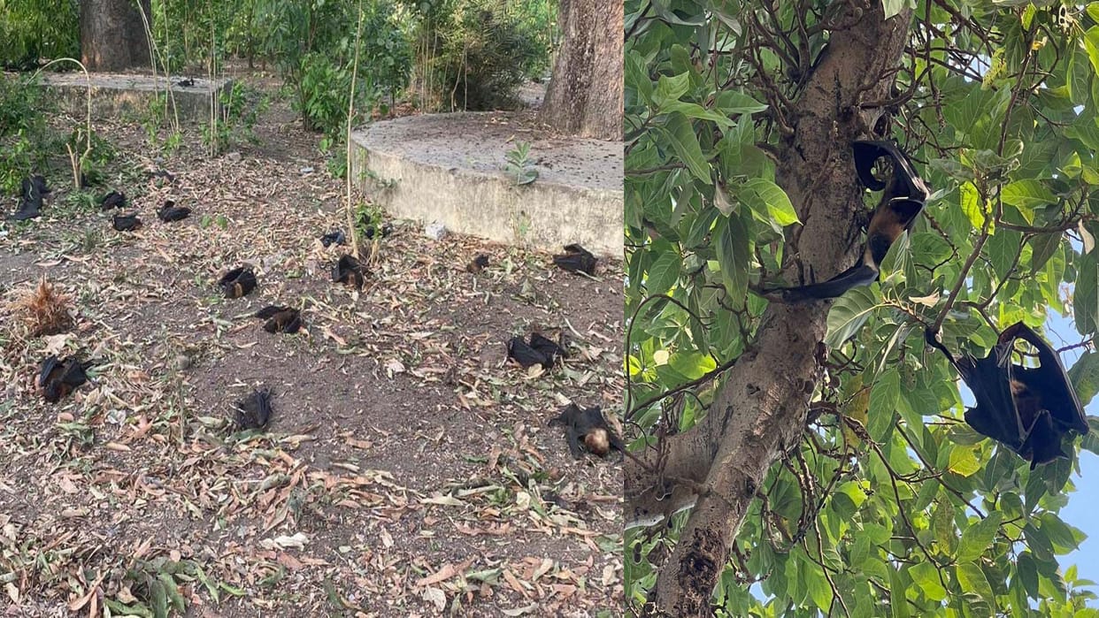 Banda: 250 bats found dead in Oxygen Park