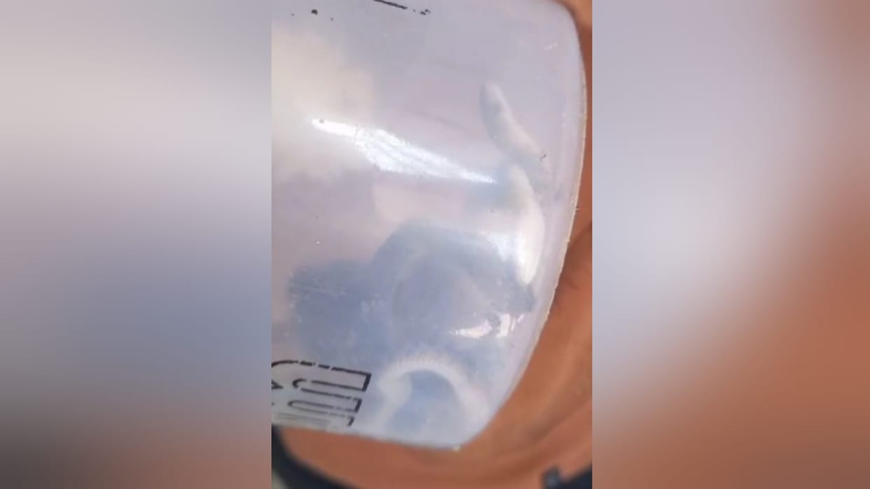 40 baby snakes were found in a house in Saraswati Lok Colony in Meerut city