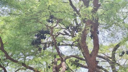 Agar Malwa Bats died due to extreme heat mercury reached 44 degrees