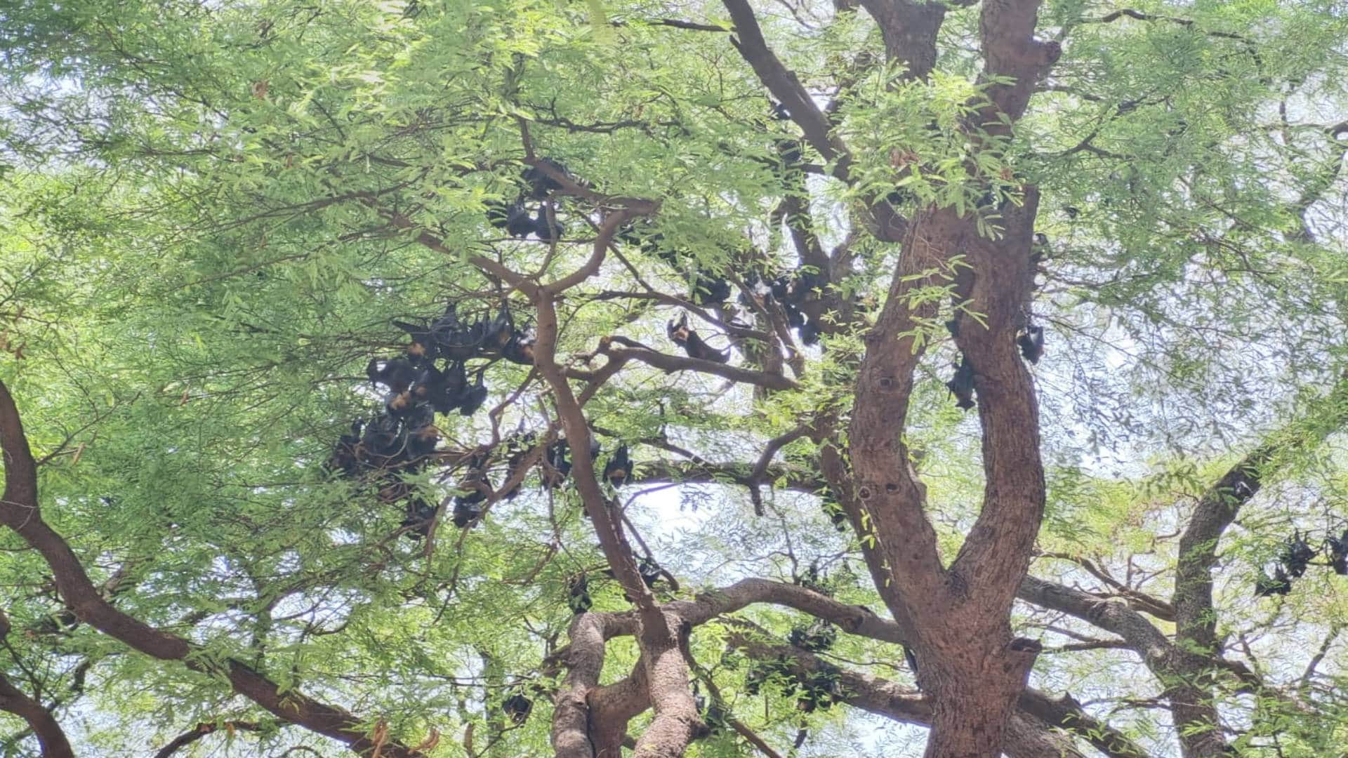 चमगादड़ों की मौत