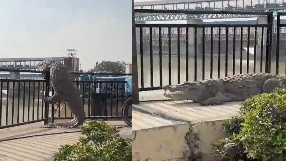 crocodile came out of canal and came onto road in Bulandshahr
