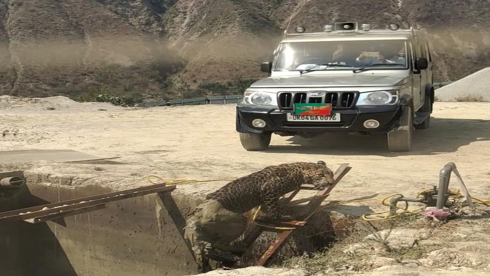 Leopard fell into water tank in nainital