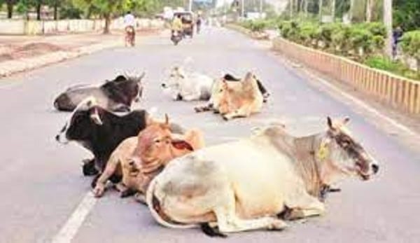 Three hundred cattle caught by the civic bodies across the district,