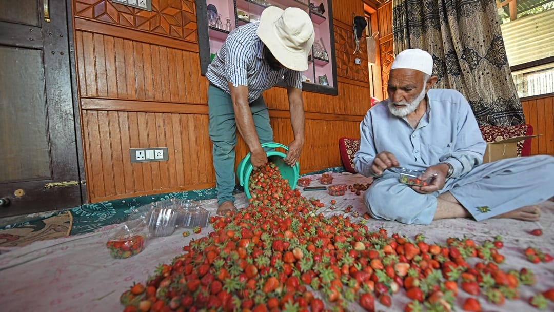kashmir strawberry harvest faces brunt weather and climate change