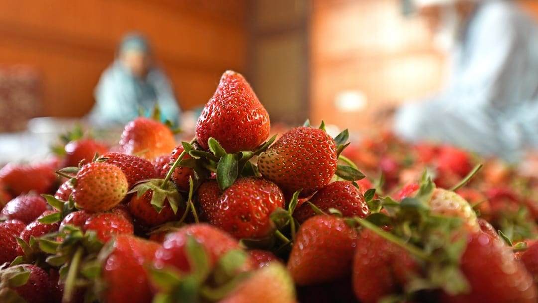 kashmir strawberry harvest faces brunt weather and climate change