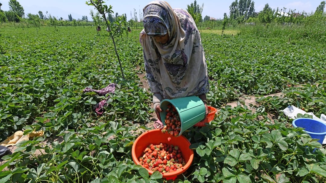 kashmir strawberry harvest faces brunt weather and climate change