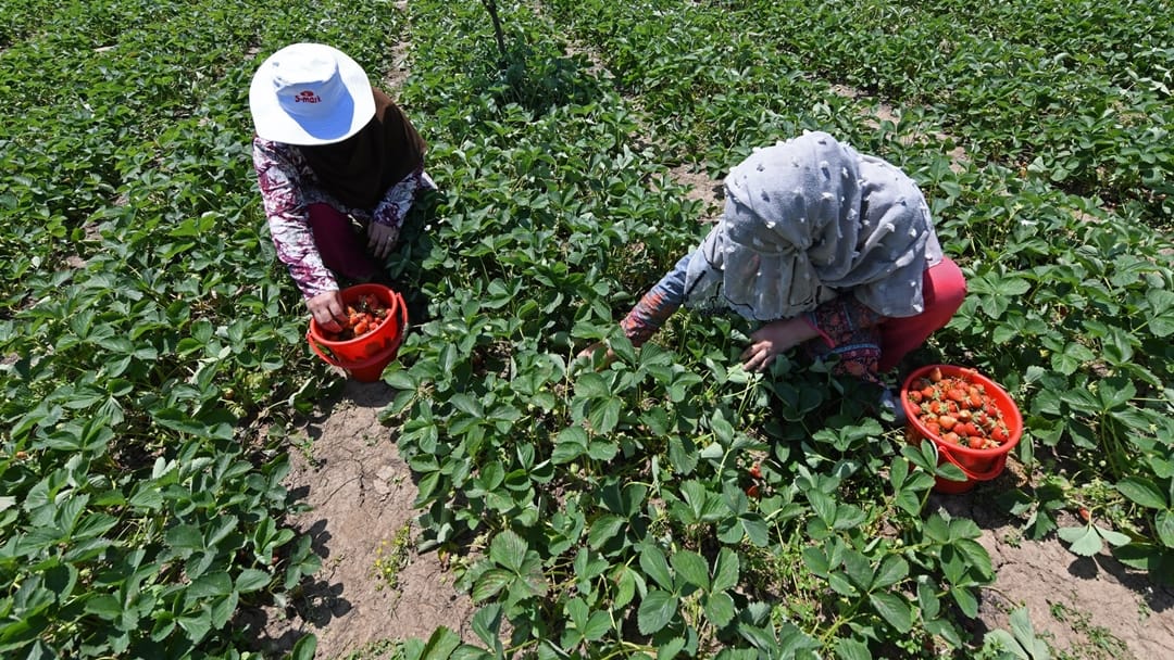 Udhampur: There is a bumper jump in strawberry crop in Udhampur district of Jammu and Kashmir, farmers are get