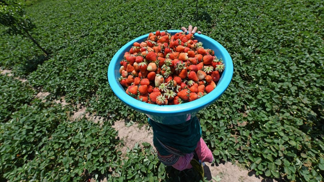 kashmir strawberry harvest faces brunt weather and climate change