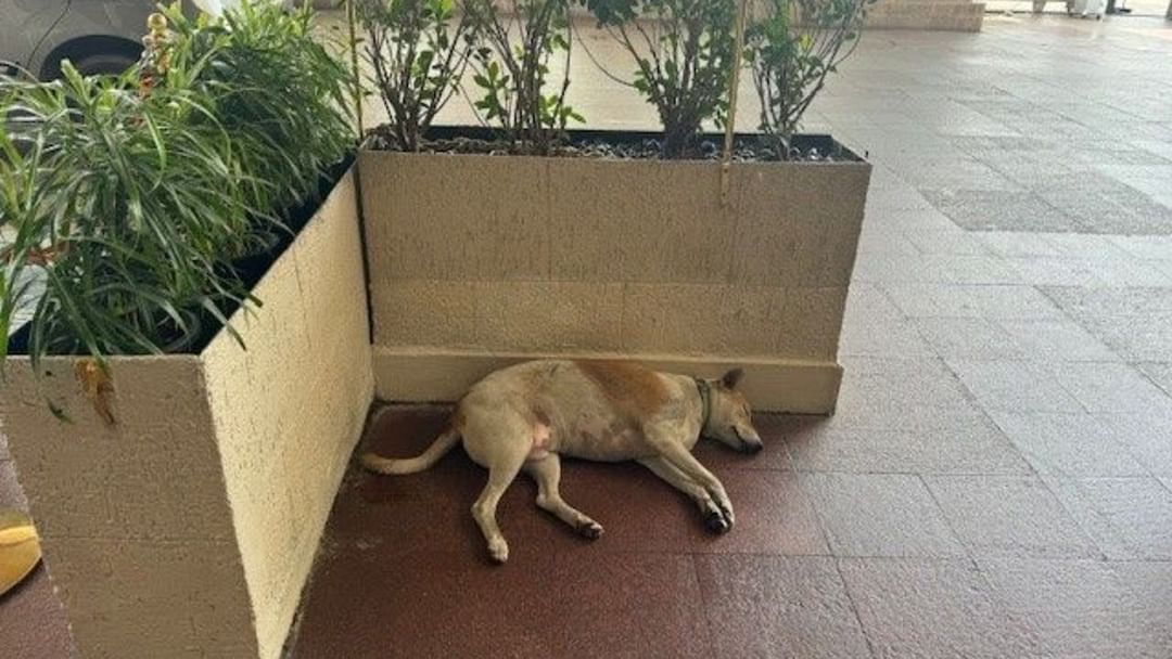 ‘Ratan Tata’s strict instructions’: Dog sleeps peacefully inside Taj Mahal Hotel in Mumbai