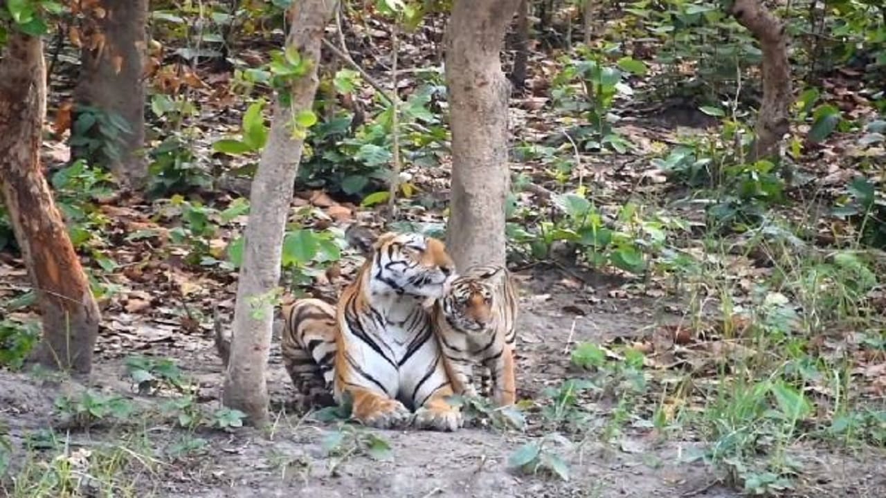 International Tiger Day 2024 Visit Best Tiger Safari In India