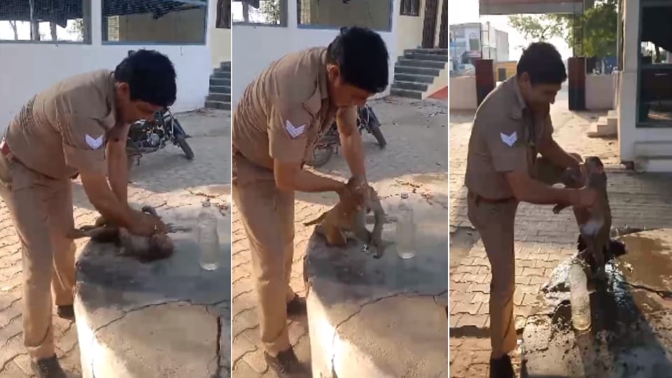 Bulandshahr News UP Police Constable Saved Life Unconscious Monkey BY Giving Cpr Video viral