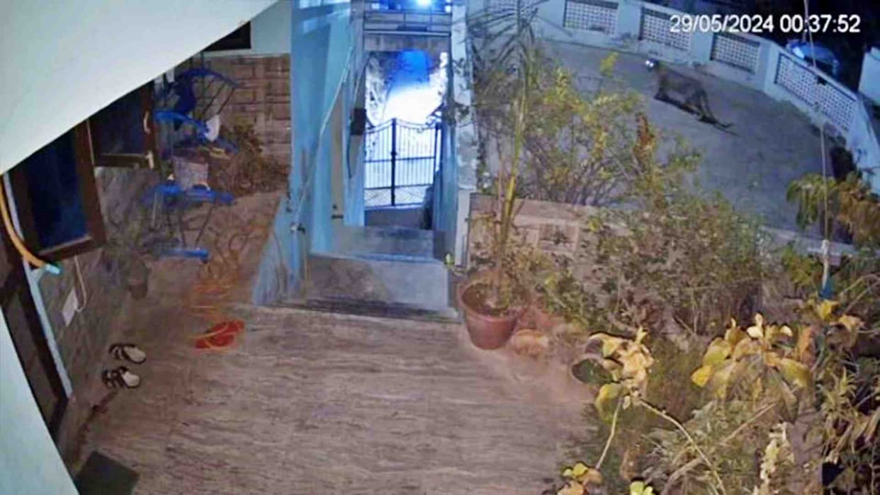 Alwar News: Panic spread due to leopard entering a house in Alwar