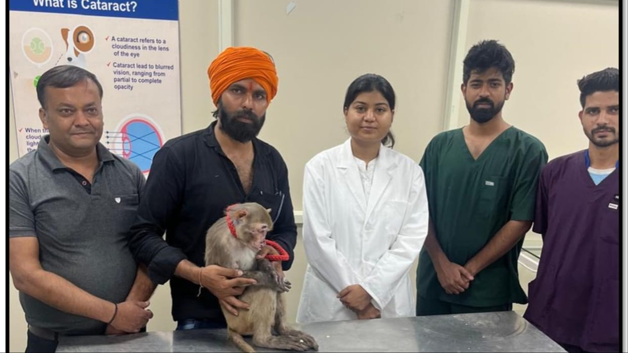 Haryana: For the first time in the state; Veterinarians successfully operated on monkey's white cataract