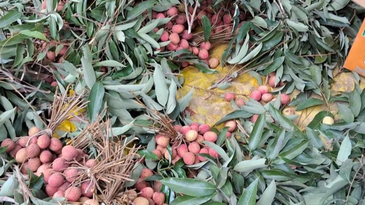 Bihar News Israeli Technology to Enhance Litchi Storage Capacity, Trials Begin  News in Hindi