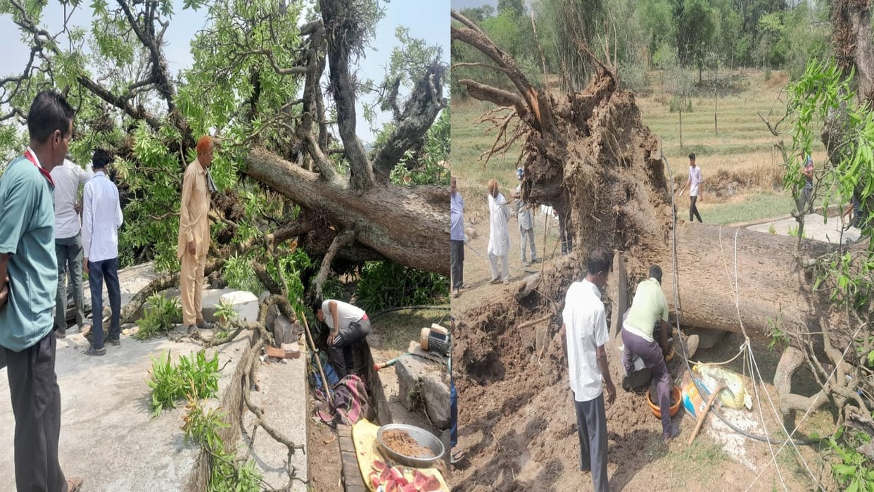 Mango tree fell due to storm in Gubar village, staff nurse died, two others injured