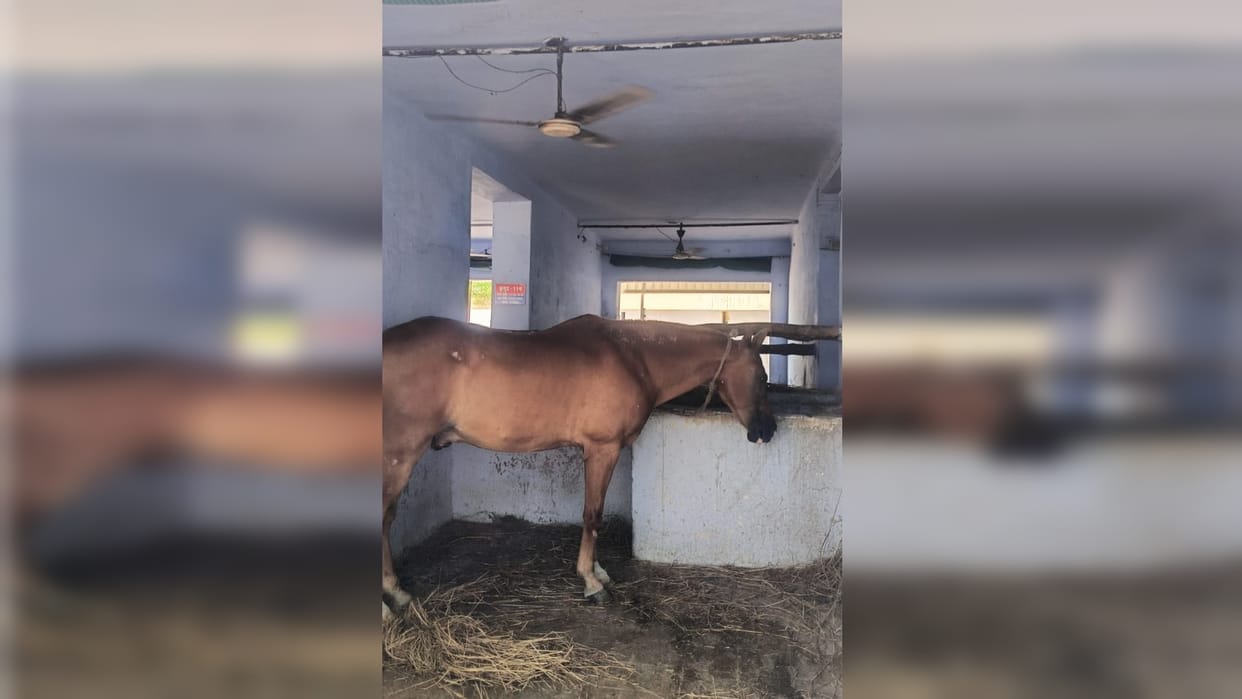 Sniffer and horse also given support of coolers and fans, they are in bad condition
