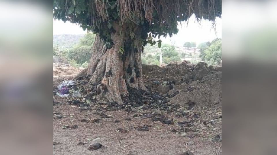 Hundreds of bats found dead under banyan tree in Jakhlaun, Lalitpur