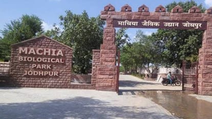 माचिया सफारी पार्क आज भी बंद