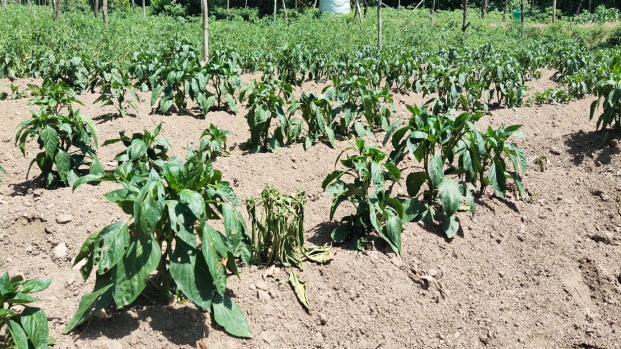 Himachal is hit by drought tomato capsicum and other vegetables are withering