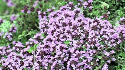 Valley of Flowers Chamoli Flowers have started blooming in the valley will be visible on June 1