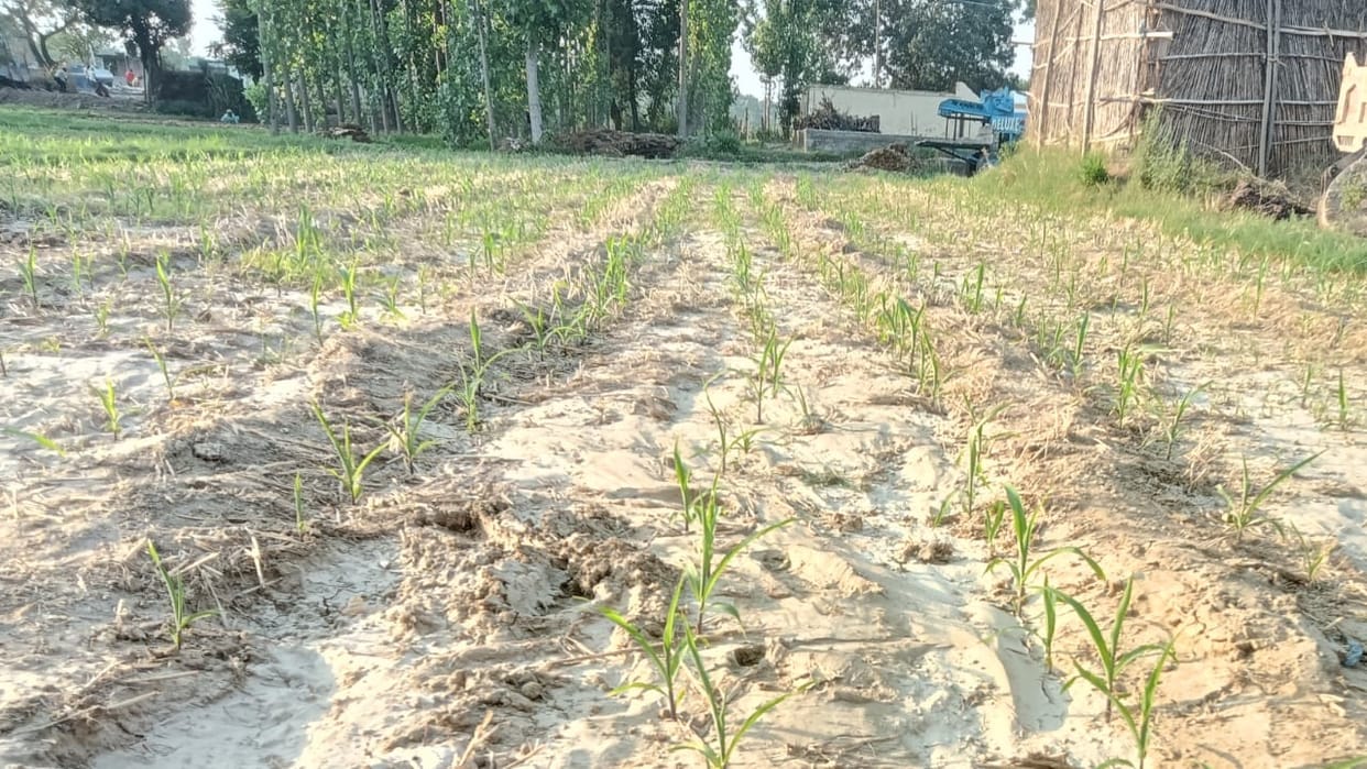 Heat Wave: In Una crops started getting scorched due to the scorching sun, green vegetables are in danger