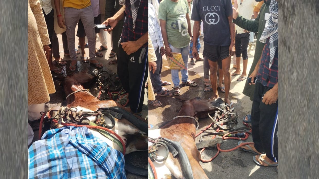 A horse died because of summer in Thakurganj in Lucknow.