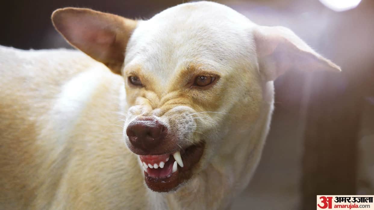 MP News: In Barwani, ferocious dogs again injured seven people by scratching them