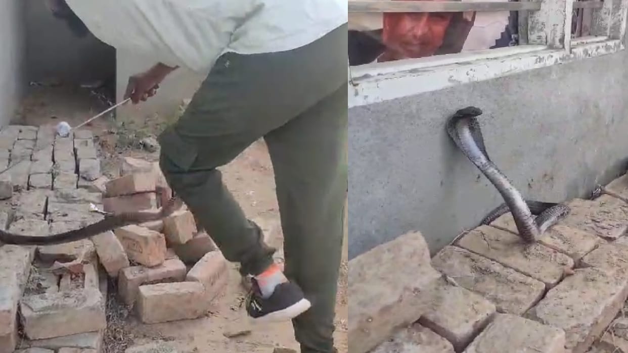 cobra snake stung snakeman on his knee In Fatehabad, he was controlled with great difficulty