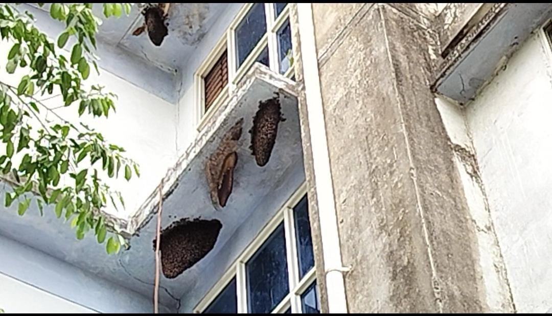 Shajapur News: Bees camp outside the children's ward of the district hospital