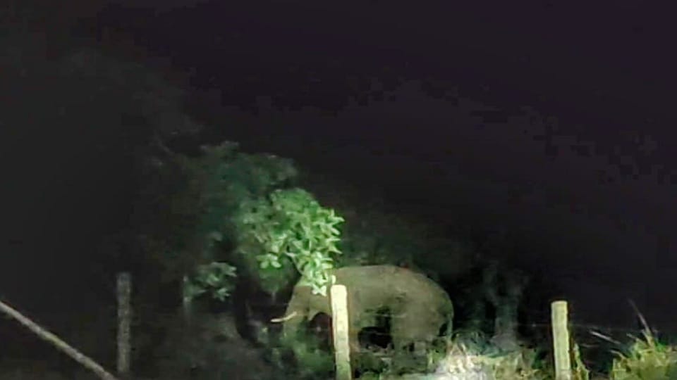 Video of tusker elephant surfaced elephant returned for the first time in six years in Balod
