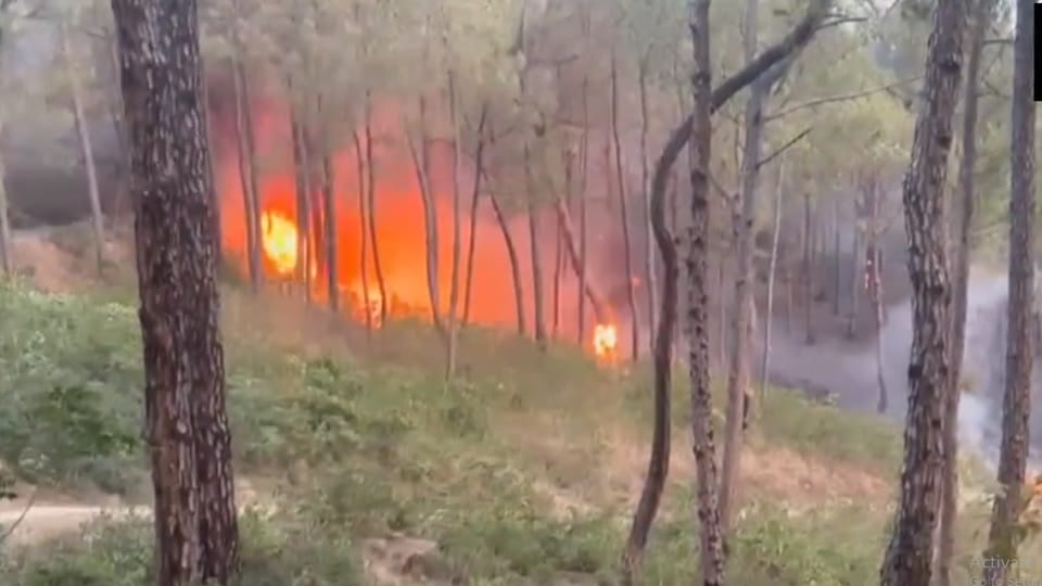 Fire breaks out in Dingu Forest of Bilaspur, Himachal Pradesh.