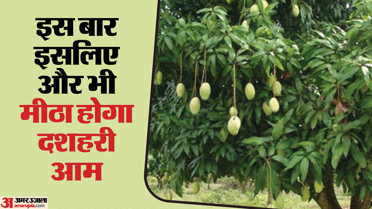 Lucknow: Mango wholesale market will be decorated from today, this time Lucknow's famous Dussehri mango will b