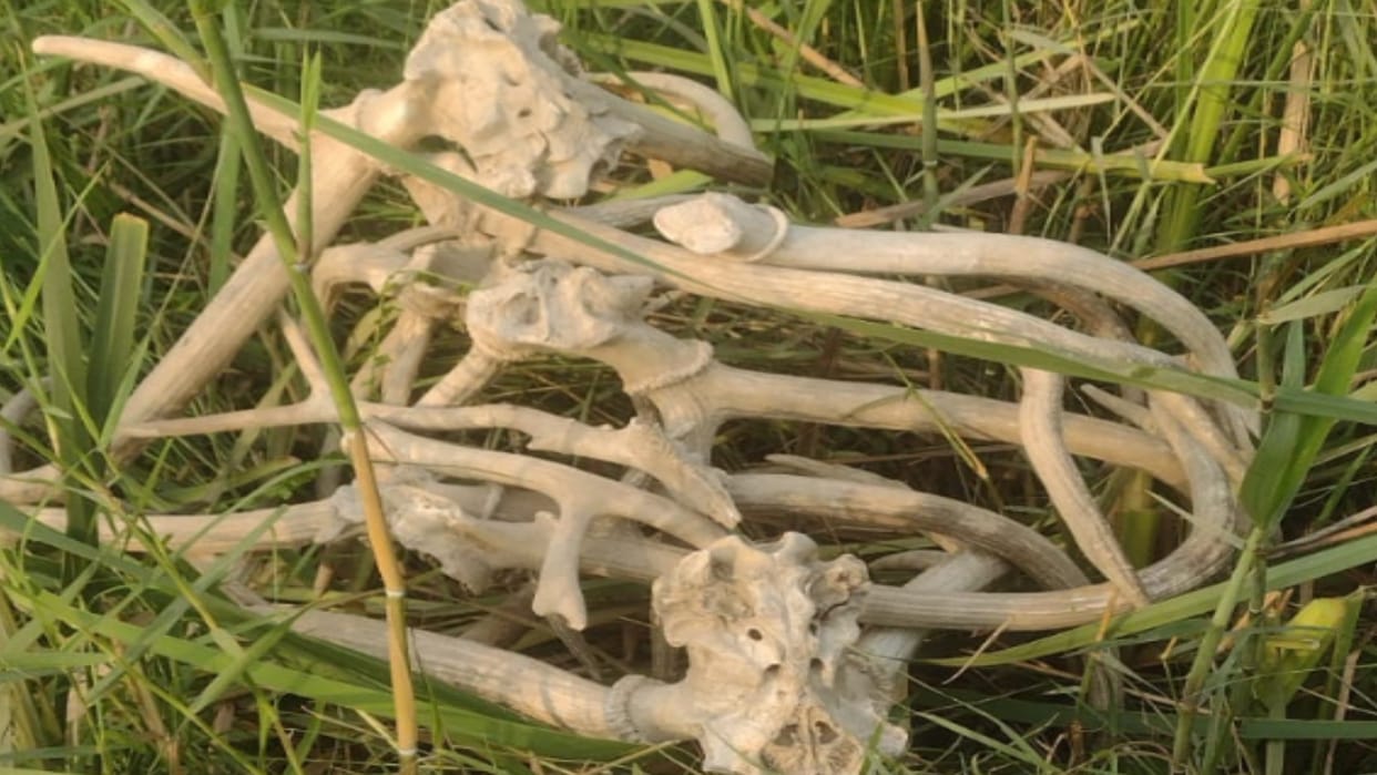 Bijnor: Deer horns found in Ganga khadar area of Nangal, panic in forest department
