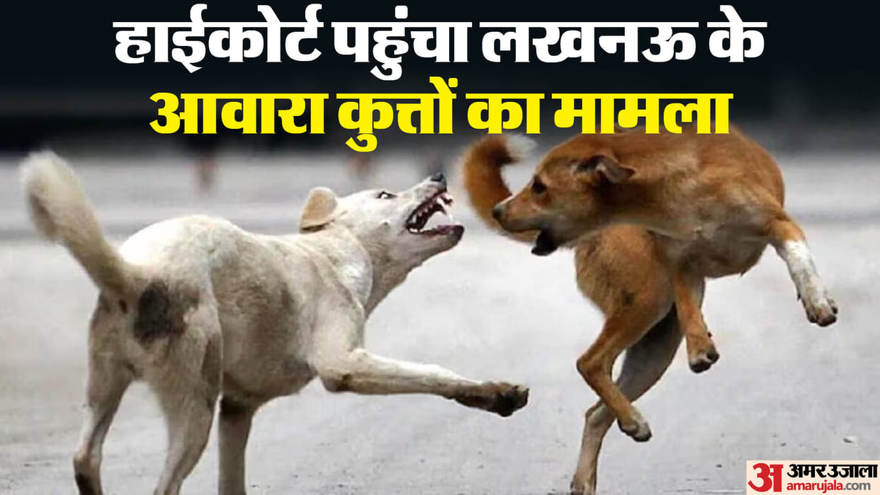 Lucknow: Case of stray dogs of Lucknow reached High Court, PIL filed in view of violent incidents