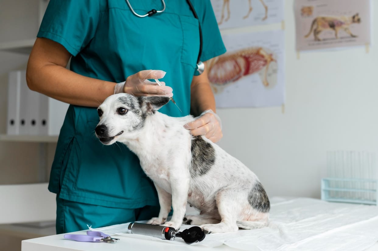 Successful heart surgery of female dog suffering from mitral valve disease in Delhi