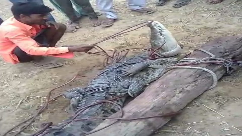 Villagers caught the crocodile that came out of the pond