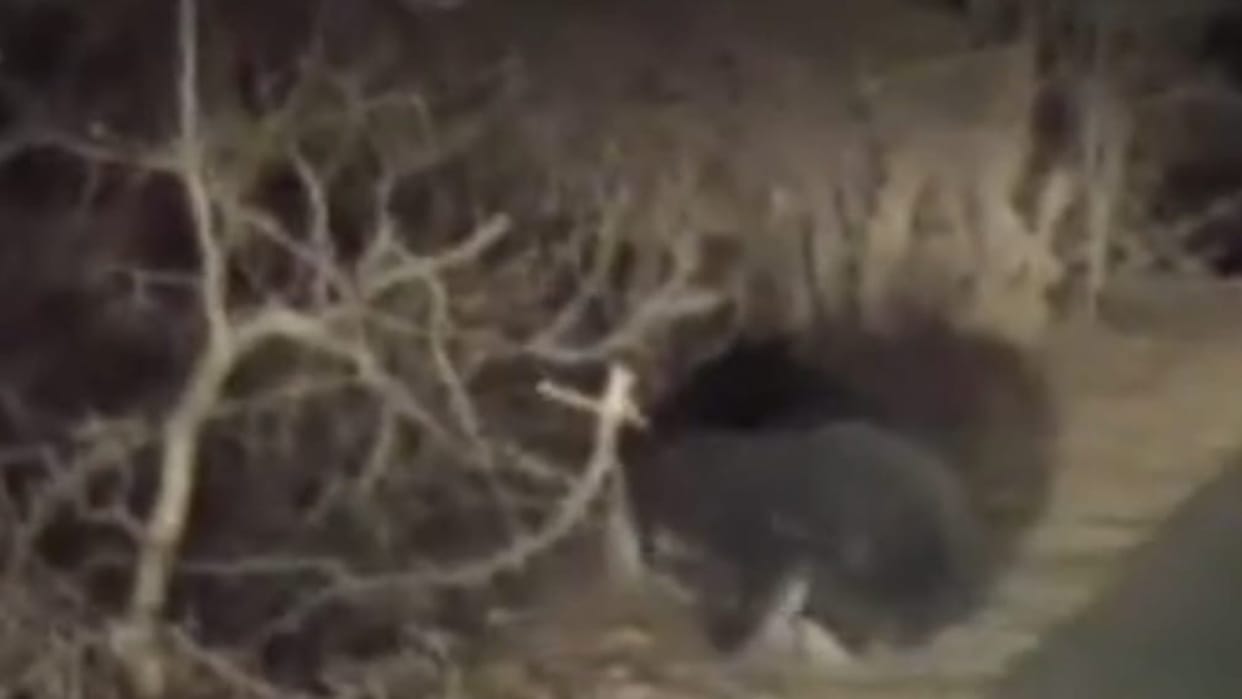 A bear attacked a farmer in Sendra ajmer