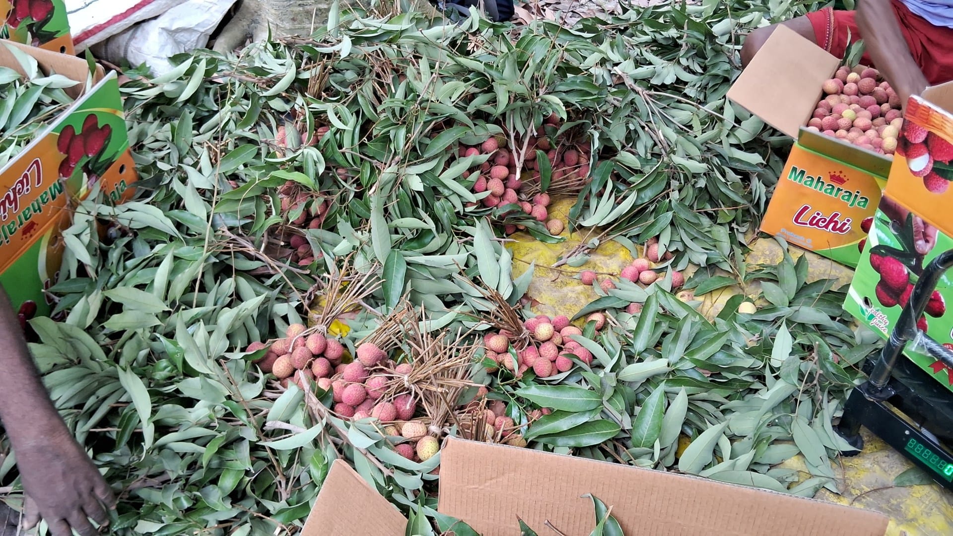 Muzaffarpur: Shahi litchi disappointed, now hope is from China litchi; farmers are waiting for better demand
