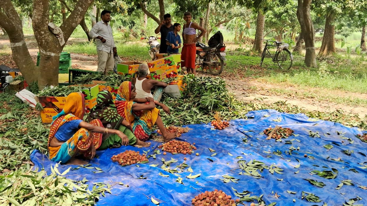 Muzaffarpur: Shahi litchi disappointed, now hope is from China litchi; farmers are waiting for better demand