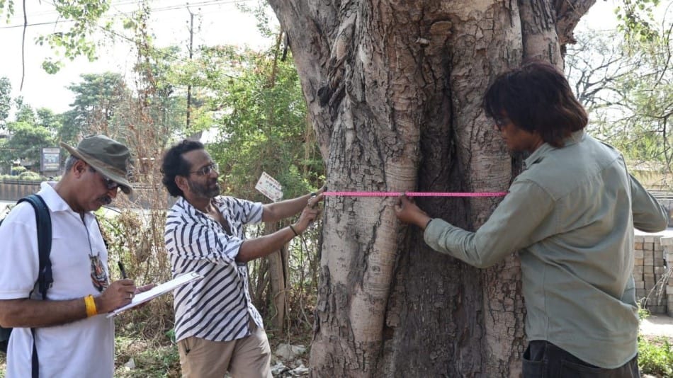 save tree indore news mog line green belt nature