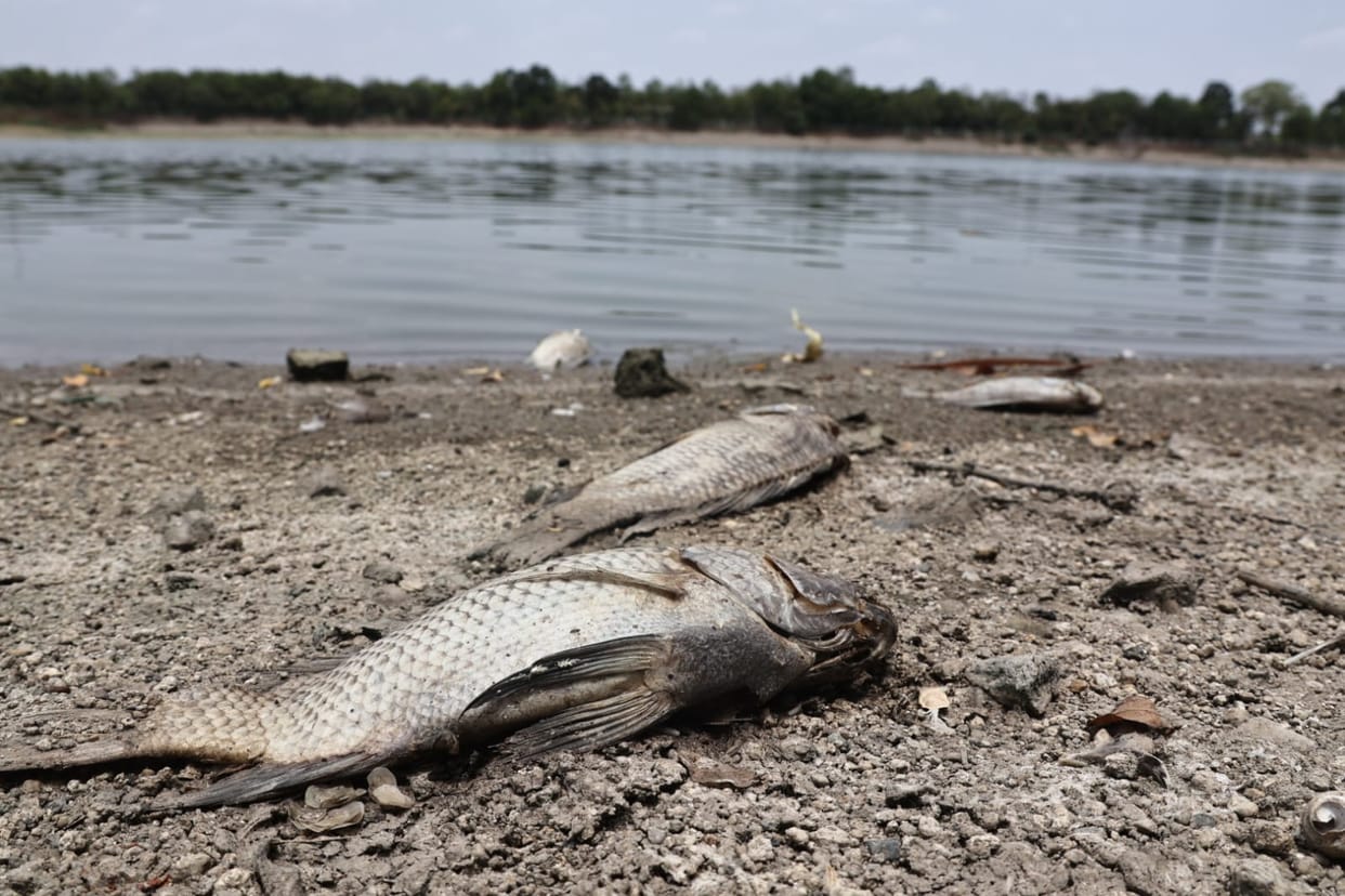 Indore: Oxygen reduced in Pipliya pond, hundreds of fish died