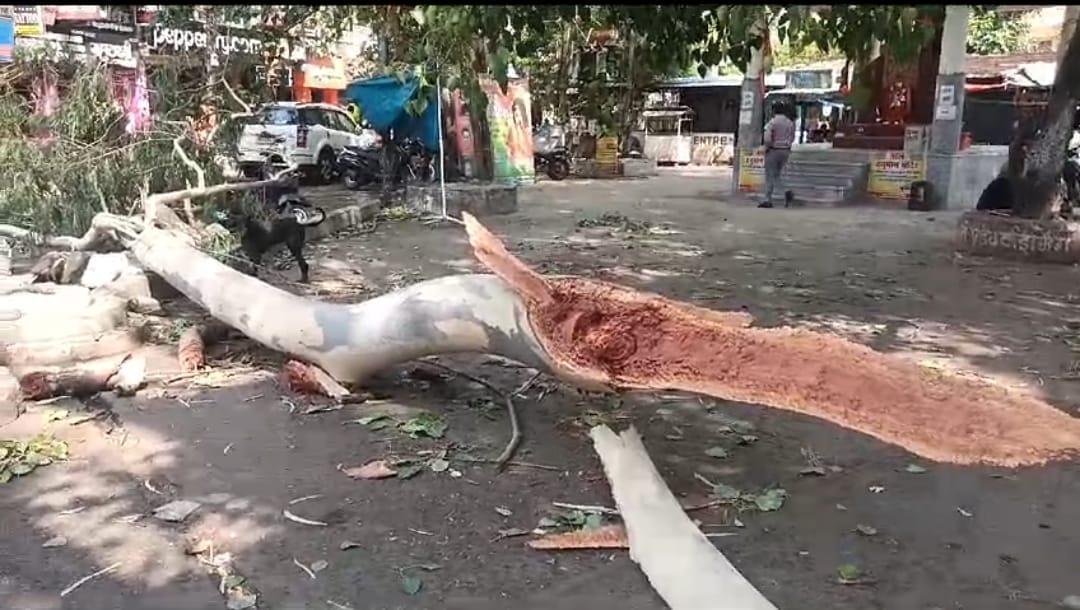 Bhopal News: Tree branch fell in light wind in market number 10 of Bhopal, two died