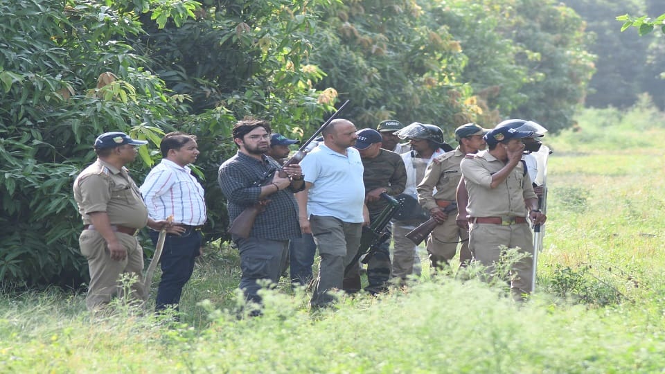 The female leopard was tranquilized in four hours in haldwani