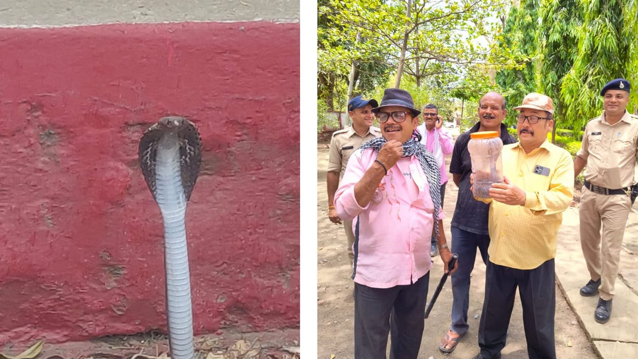 A cobra snake entered the district commandant's bungalow