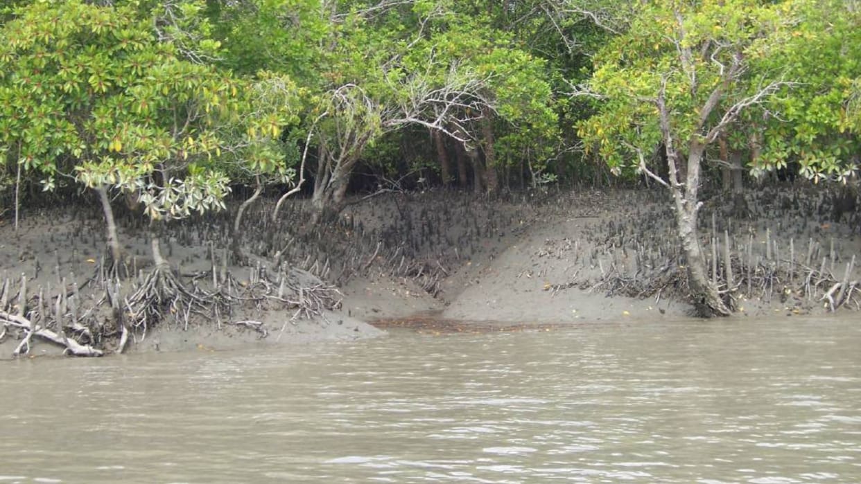 World environment day 2024 Importance of Mangrove ecosystem and how it is useful for nature protection