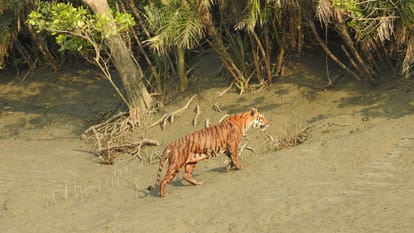 World environment day 2024 Importance of Mangrove ecosystem and how it is useful for nature protection